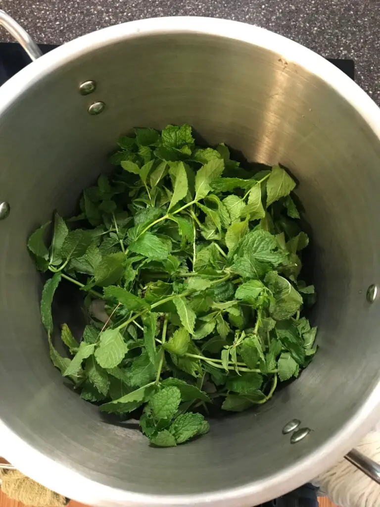 Fresh mint in a dye pot